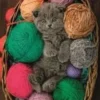 Clementoni - Fluffy Kitten Puzzle - 500 Brikker - Hqc Puslespil
