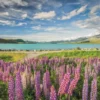 Clementoni Puslespil - Lupins At Lake Tekapo - High Quality - 1500 Brikker