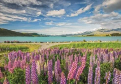 Clementoni Puslespil - Lupins At Lake Tekapo - High Quality - 1500 Brikker