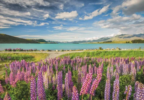 Clementoni Puslespil - Lupins At Lake Tekapo - High Quality - 1500 Brikker