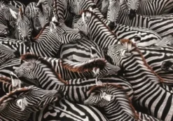 Clementoni Puslespil - National Geographic Zebra - 1000 Brikker