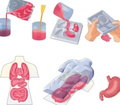 Clementoni Science & Play Lab - Squishy Anatomi Legesæt