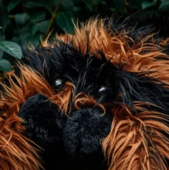 Edderkop Bamse - Tarantel - 70 CM - Mikamax