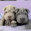 Educa - Puppies Puzzle - 100 Brikker - Hundehvalpe Puslespil