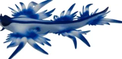Fiske Figur - Glaucus Atlanticus - Blå - 67511 - Bullyland