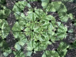 Kikkerland - Huckleberry Kalejdoskop