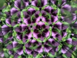 Kikkerland - Huckleberry Kalejdoskop