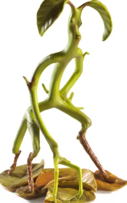 Magical Creatures - Bowtruckle