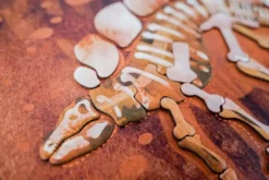Magnetisk Legetøj Med Tavle - Stegosaurus - Mieredu