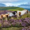 Ravensburger - Wild Horses - Heste Puslespil - 2000 Brikker
