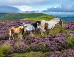 Ravensburger - Wild Horses - Heste Puslespil - 2000 Brikker