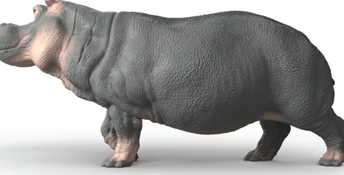 Schleich 14938 - Flodhest - Wild Life