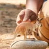 Schleich 14756 - Kænguru - Wild Life