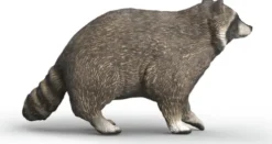 Schleich 14937 - Vaskebjørn - Wild Life