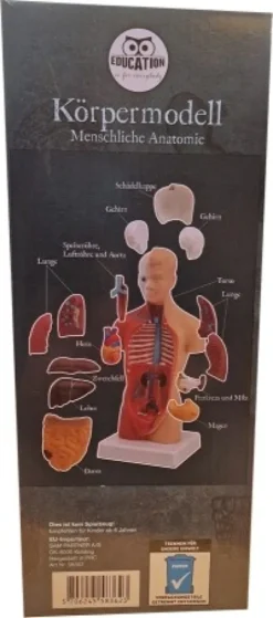 Torso Anatomi 15 Dele